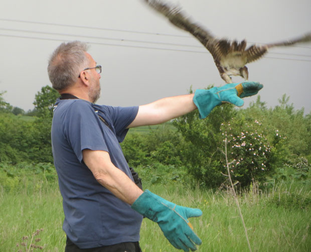 СПАСЕН СОКО ИЗ БЕЧА: Изнемоглу птицу пронашао мештанин